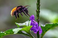 Rüsseltier  Auch Beete mit einer Vielzahl heimischer Wildpflanzen sind am Rande der großen Wiese angelegt und einladende Bänke stehen daneben. Eine große Prachtbiene summt um eine violette Blüte und einmal mehr bin ich dankbar für mein famoses Tele, welches mit seinen 600 mm nicht nur entfernte Vögelchen heranzoomt, sondern bei 150-200 mm auch mehr als passable Makros hinkriegt. Der Rüssel dieser Biene ist übrigens fast so lang wie der gesamte Unterleib des Insekts und steckt hier bis zum Anschlag auf dem Blütenboden drin!  Orchid Bee  (Eulaema polychroma)