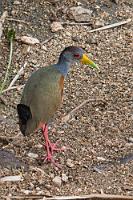 Schwänzchen in die Höh'  Nein, diese kleine Ralle ist nicht von der gleichen Art, die wir bereits in Costa Rica mehrfach gesehen hatten. Bei genauerer Nachschau entpuppt sich dieser Vogel aber als naher Verwandter der Rotnackenralle  (Aramides albiventris) .  Grey-necked Wood-Rail  (Aramides cajaneus)  Cayenneralle, Rotbraune Zwergralle