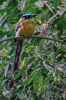 Sehr kooperativ  Definitiv in der Neuzeit angesiedelt ist dieser Motmot, der mir in Salento entwischt war, hier aber seelenruhig zwischen den Skulpturen am Weg sitzt und sich sogar aus zwei Metern Abstand fotografieren läßt, weil ich natürlich das Tele nicht mit dabei habe.  Andean Motmot  (Momotus aequatorialis)  Hochlandmotmot