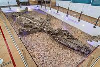 Unbewegt  Den Mittel- und Höhepunkt des Museums stellt das sieben Meter lange Fossil eines Kronosauriers dar. Die Gegend rund um Villa de Leyva ist seit langem bekannt für ihren Fossilienreichtum, ständig werden hier Saurierfossilien aus der frühen Kreidezeit sowie eine Vielzahl versteinerter Ammoniten unterschiedlichster Größen und Formen gefunden. Vervollständigt wird die Museumssammlung durch Fossilien von Muscheln, Schnecken, Fischen, Krabben und Schildkröten, die unterschiedlichen Erdzeitaltern und ökologischen Nischen entstammen, sowie von benthischen Tieren wie Krebsen, Würmern, Seesternen etc., deren Lebensraum Gewässerböden und Sedimente waren. Genau hier, in Monquirá, fünf Kilometer von Villa de Leyva entfernt, entdeckte ein Bauer 1977 bei der Landarbeit diese Überreste eines 120 Mio. Jahre alten räuberischen Meeresreptils. Da die Bewohner des Landstrichs eine Weitergabe des Fossils an ein spezialisiertes Museum verweigerten, wurde eine örtliche Kooperative gegründet, die genau über der originalen Fundstelle dieses Museum errichtete.