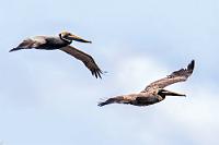 Vorbeizugvogel  Zahlreiche Kormorane und Stelzenläufer hatten wir neben Seeschwalben und verschiedenen Reihern schon auf dem vorgelagerten Strandstück des linksseitigen Mündungsufers beobachtet – leider selbst für das Tele außer Reichweite. Pelikane hatten sich bisher aber noch nicht dort niedergelassen und so waren diese beiden die einzigen, die ich dank schneller Reaktion wenigstens im Vorbeiflug auf den Sensor bekam. Dieser Braunpelikan ist eng verwandt mit der Unterart  Pelecanus occidentalis murphyi , die wir an der Pazifikküste Ecuadors als Begleitung der örtlichen Fischerboote zahlreich zu Gesicht bekamen.  Brown Pelican  (Pelecanus occidentalis)  Braunpelikan