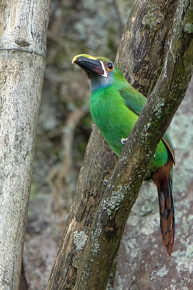 Toucanet