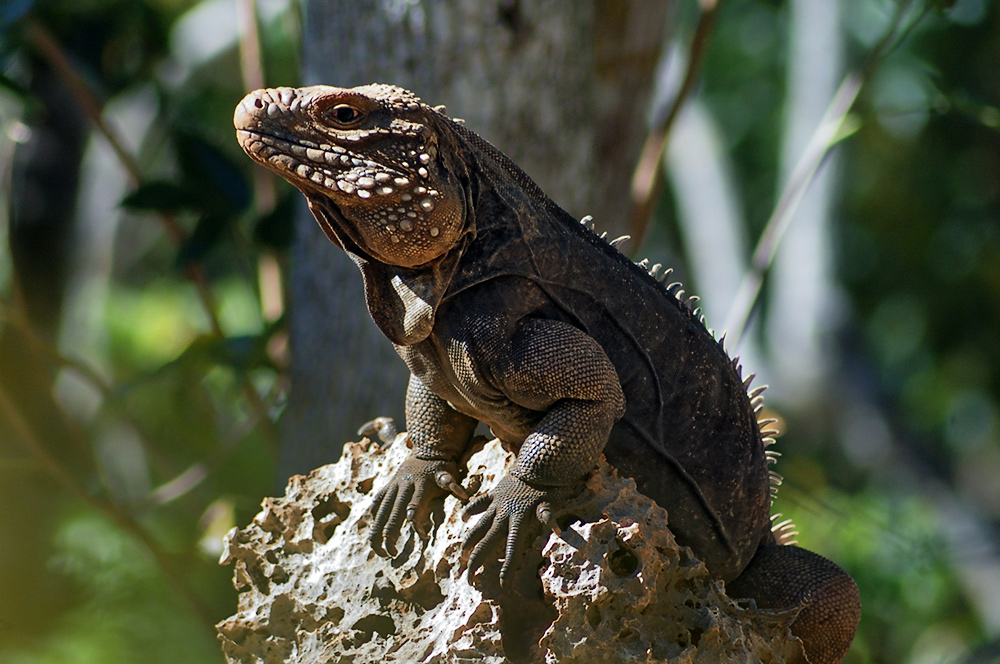 Kuba-Wirtelschwanzleguan