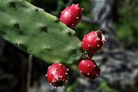 Rot/Grün  Nein, ist nicht politisch gemeint – obwohl der stachelige Charakter dieses Kaktus einiges symbolisieren könnte.  Nachdem ich vor Kurzem hier erfuhr, dass die Früchte eßbar seien (genießbar??), suche ich jetzt eigentlich nur noch nach einem Rezept ;-). : kuba, cuba, cienfuegos, trinidad, jardin botanico