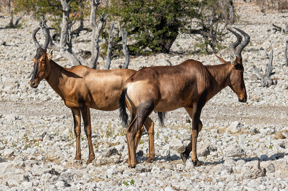 720° Rundumblick (2 x 360°)