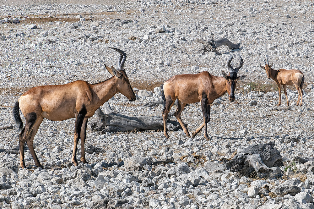 Antilopen gibt's,...