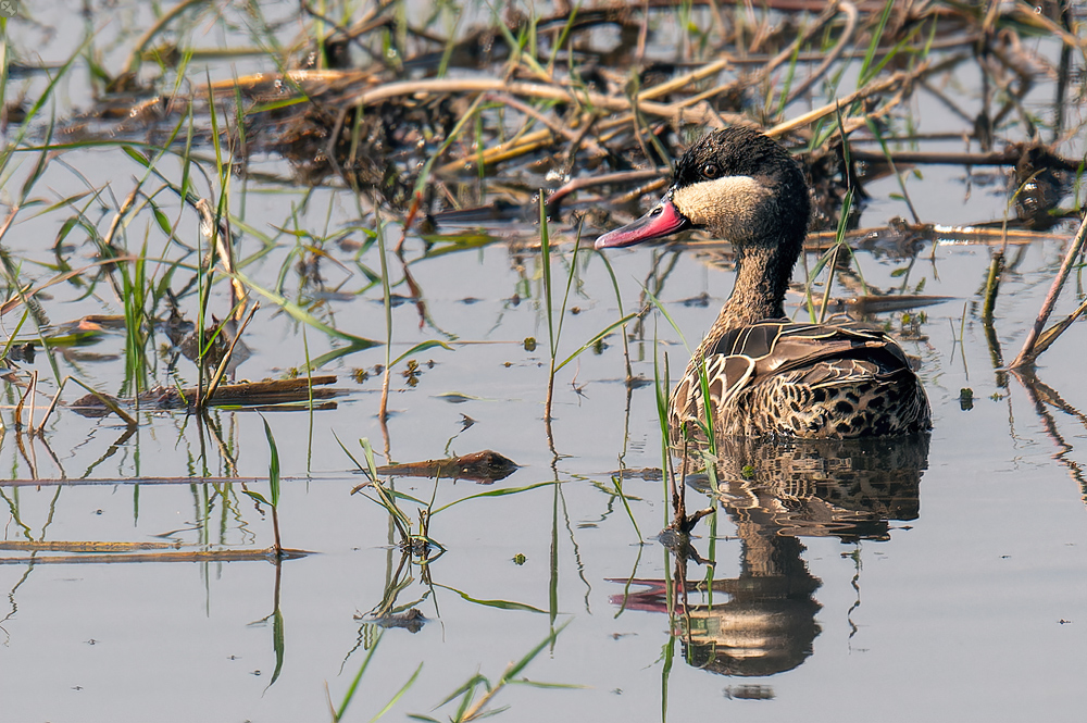 Attraktiv mit Lippenstift