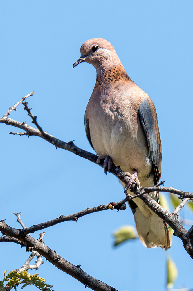 Auch als Ziertaube beliebt