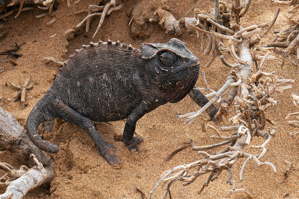 Chamäleon vom Dienst