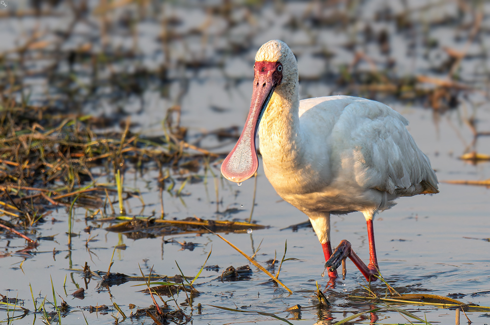 Da tropft noch was vom Löffel
