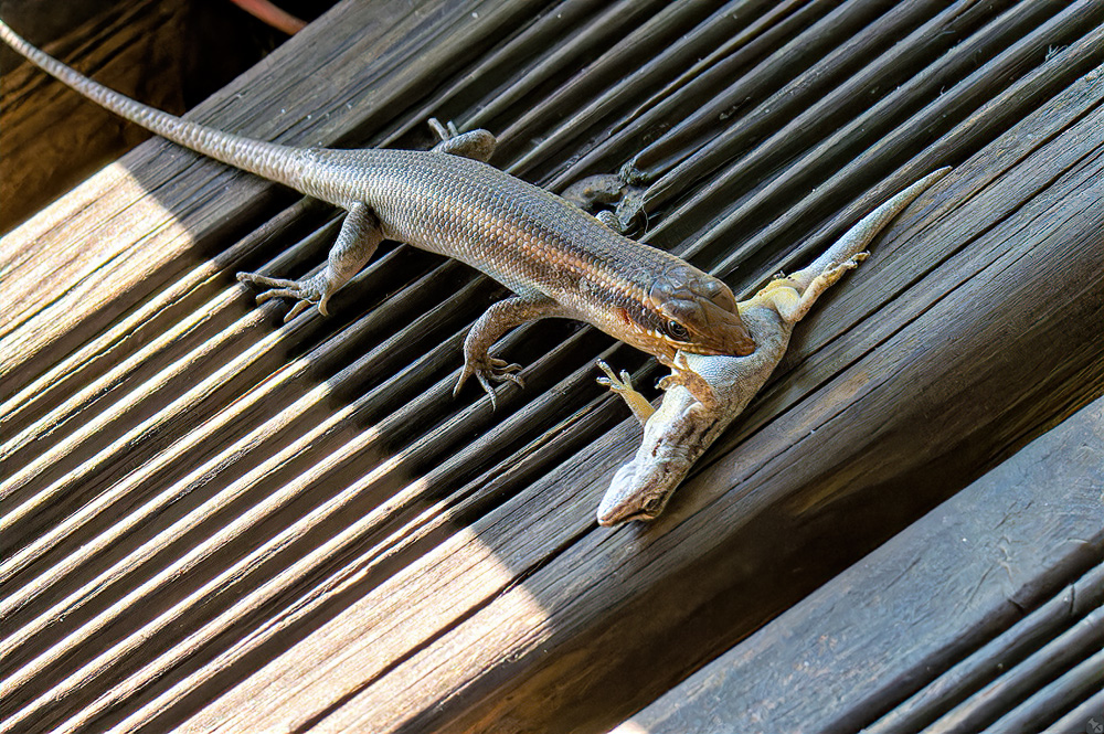 Das Maul zu voll genommen