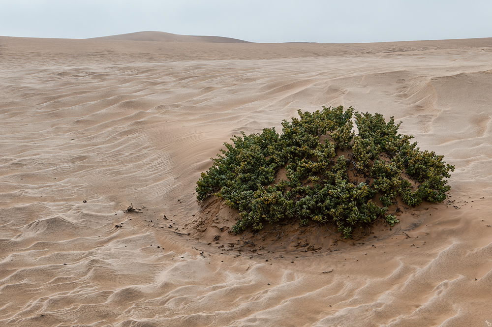 Der Reichtum der Wüste