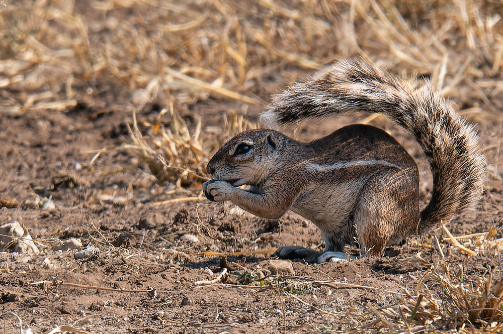 Der Sonnenschirm ist immer dabei