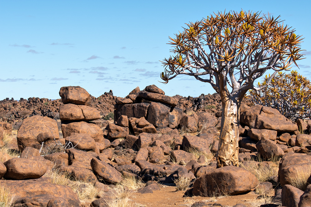 Dichotomisch verzweigt...