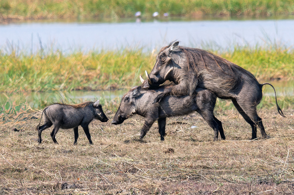 Doch nicht vor den Kindern!