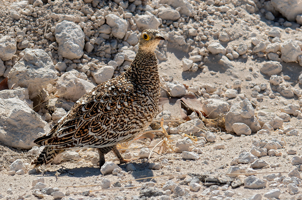 Dreifarbenschönheit