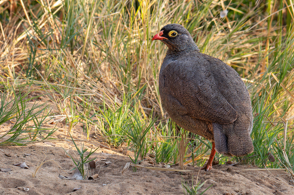 Ein Fahrwerk eingezogen