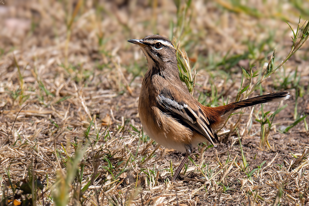 Ein Sänger aus der Hecke