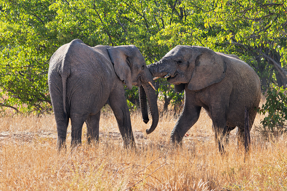 Eine freundliche Kabbelei