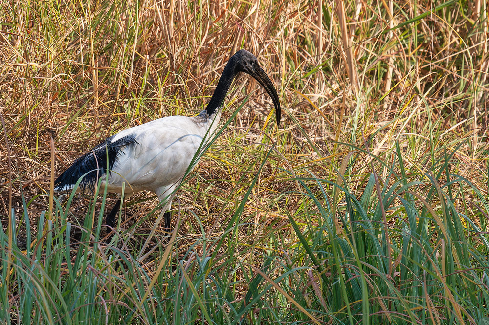 Ihre Exzellenz im schwarzweißen Talar
