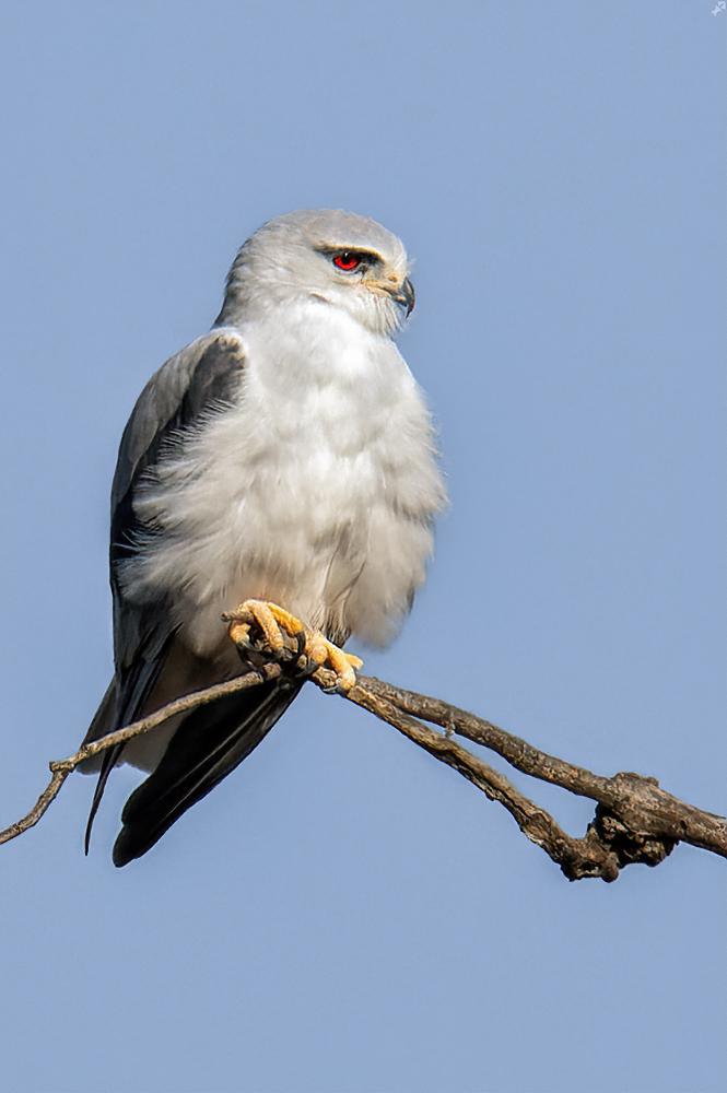 Gleitaar, fertig ausgefiedert