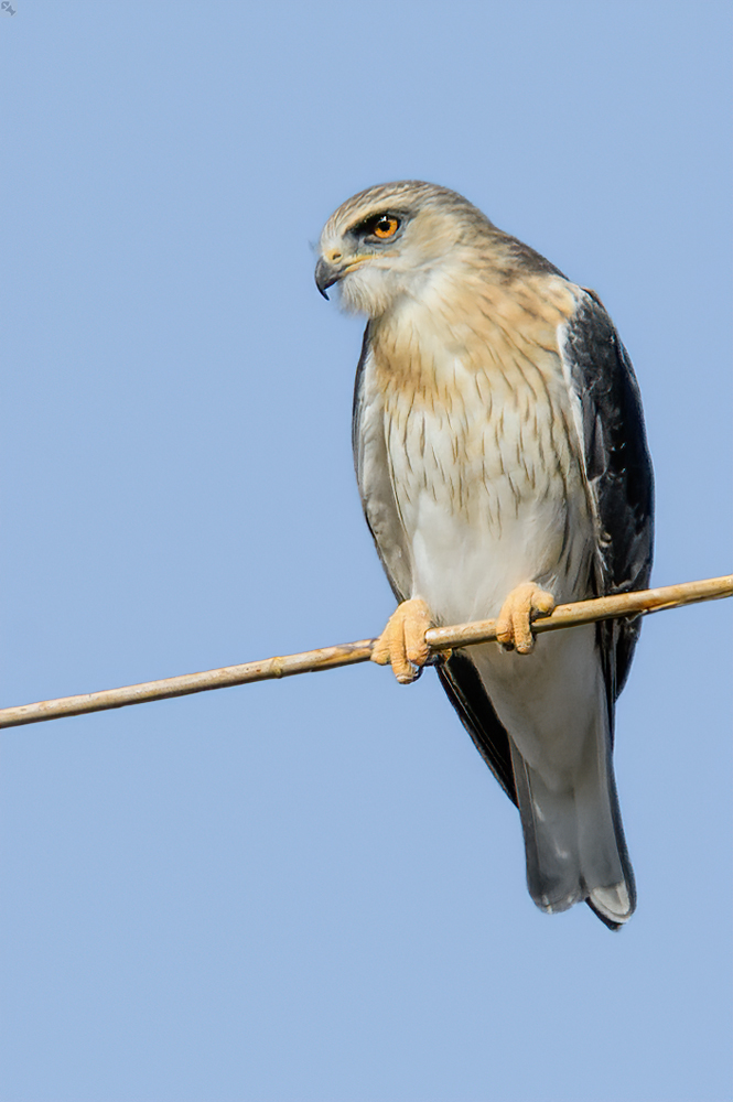Gleitaar, noch im Jugendkleid