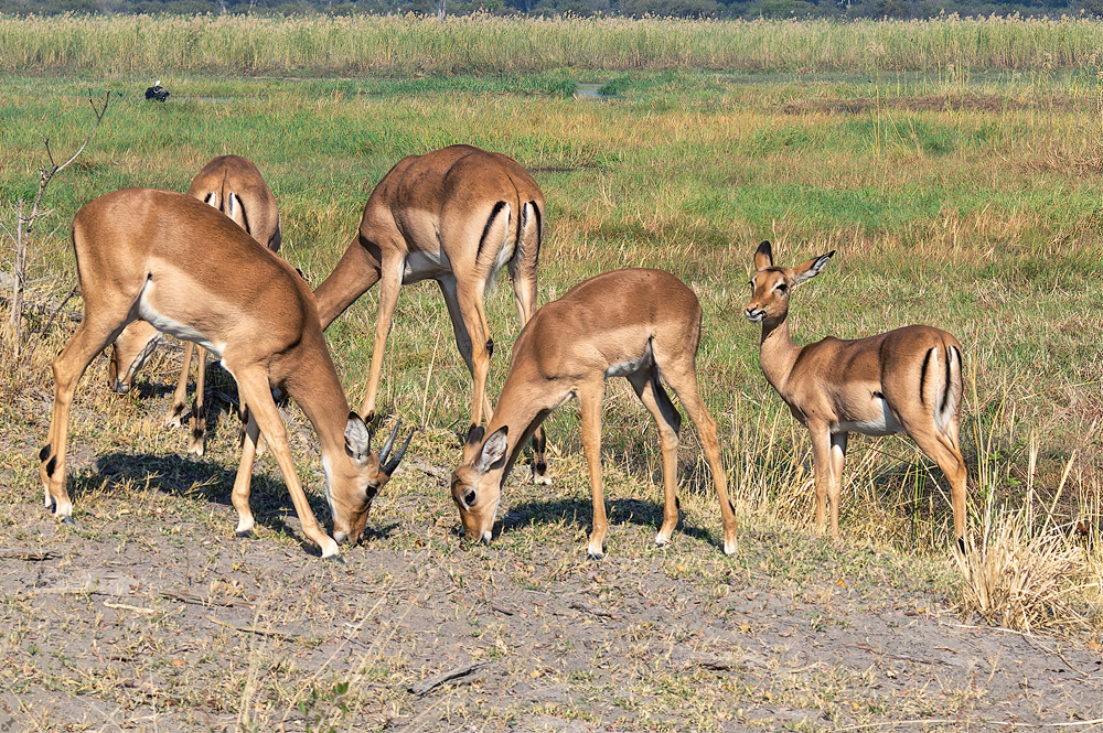 Gruppenbild mit Damen