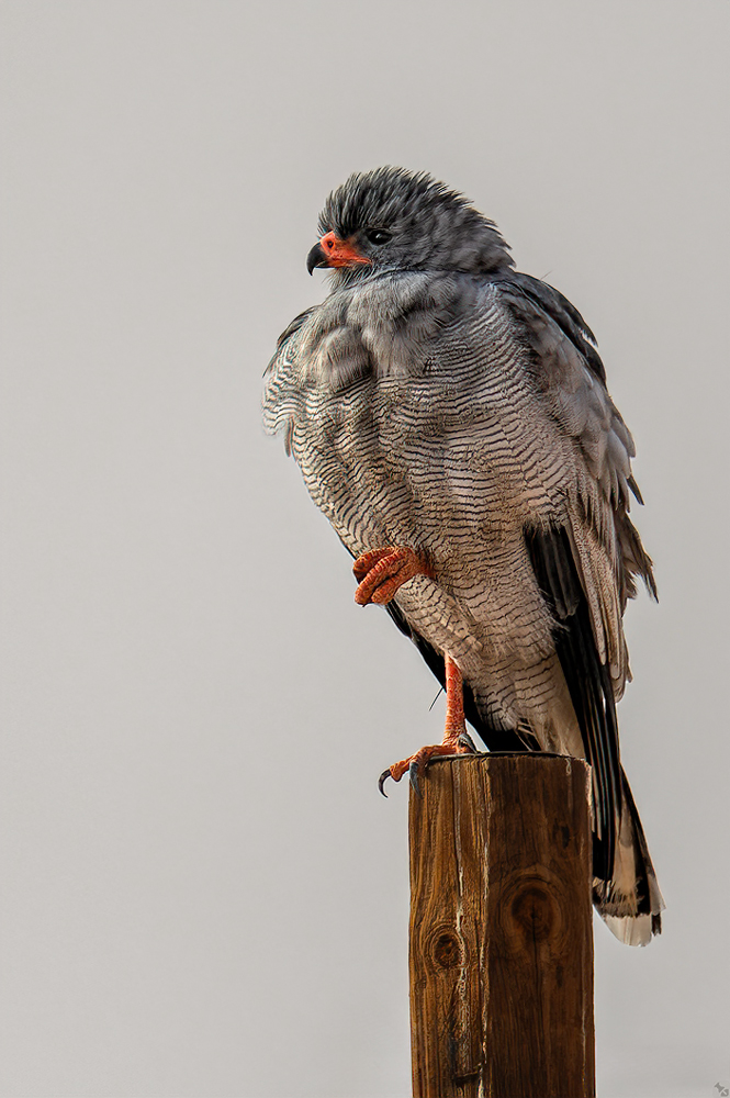 In Erwartung des Windrads