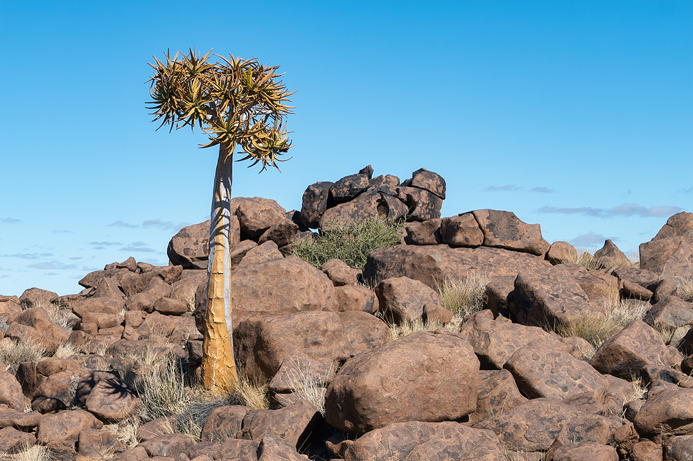 Jeder Wald fängt mal klein an