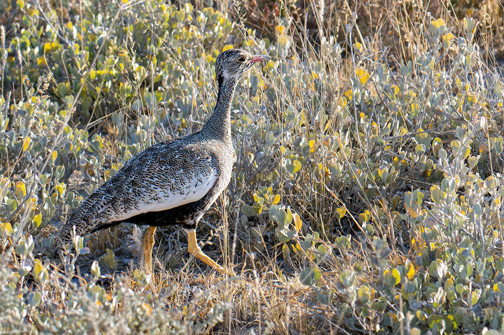 Kann auch keine Rad(t)schläge geben