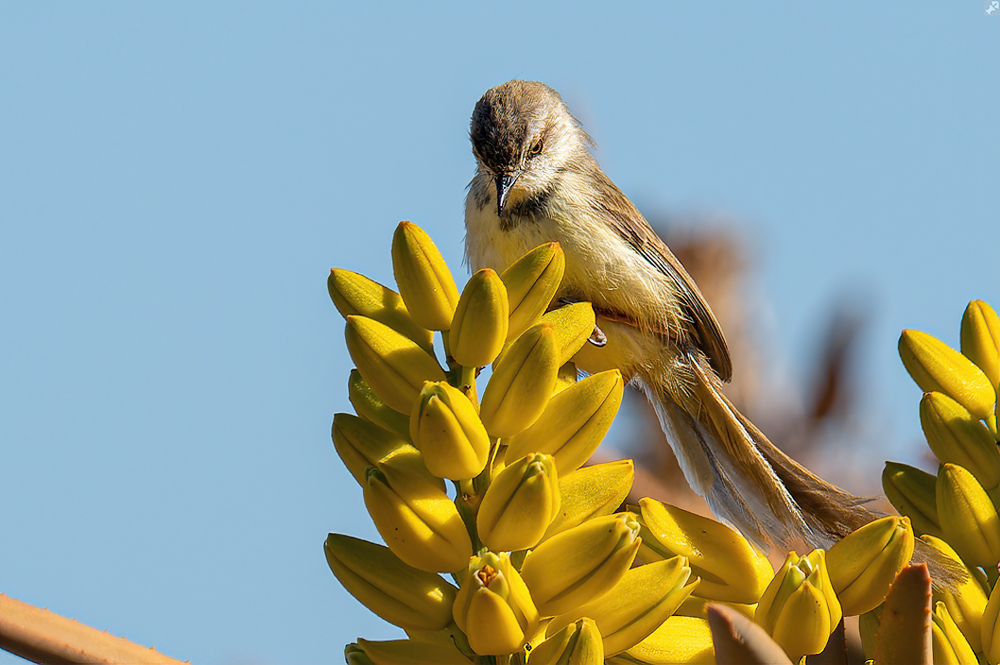 Kann das Frühstück mal 'rauskommen?