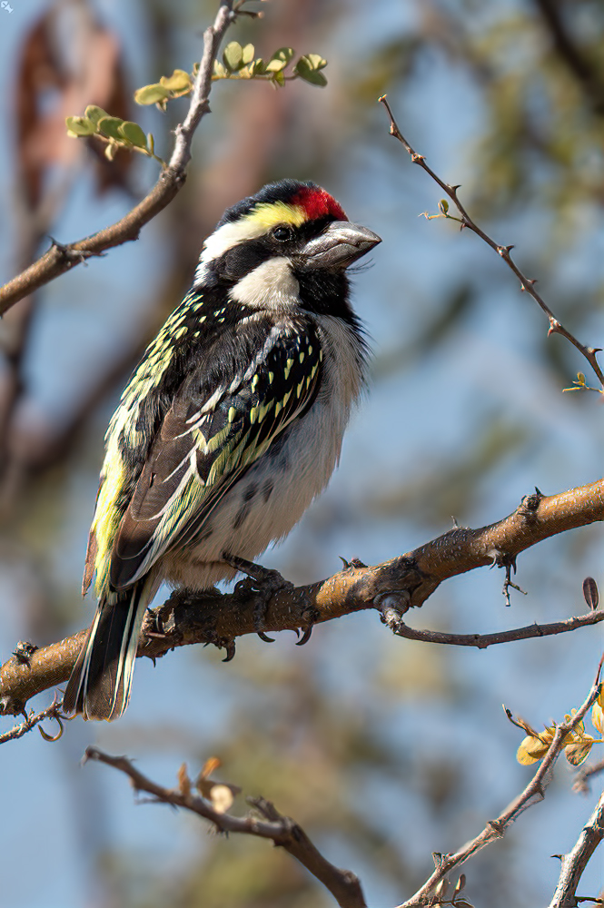 Kommt ohne Flugplatz aus