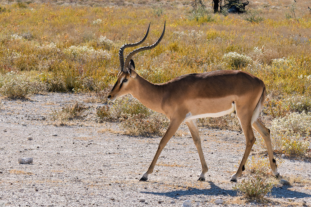 Letzte Schwarznase auf zig Kilometern