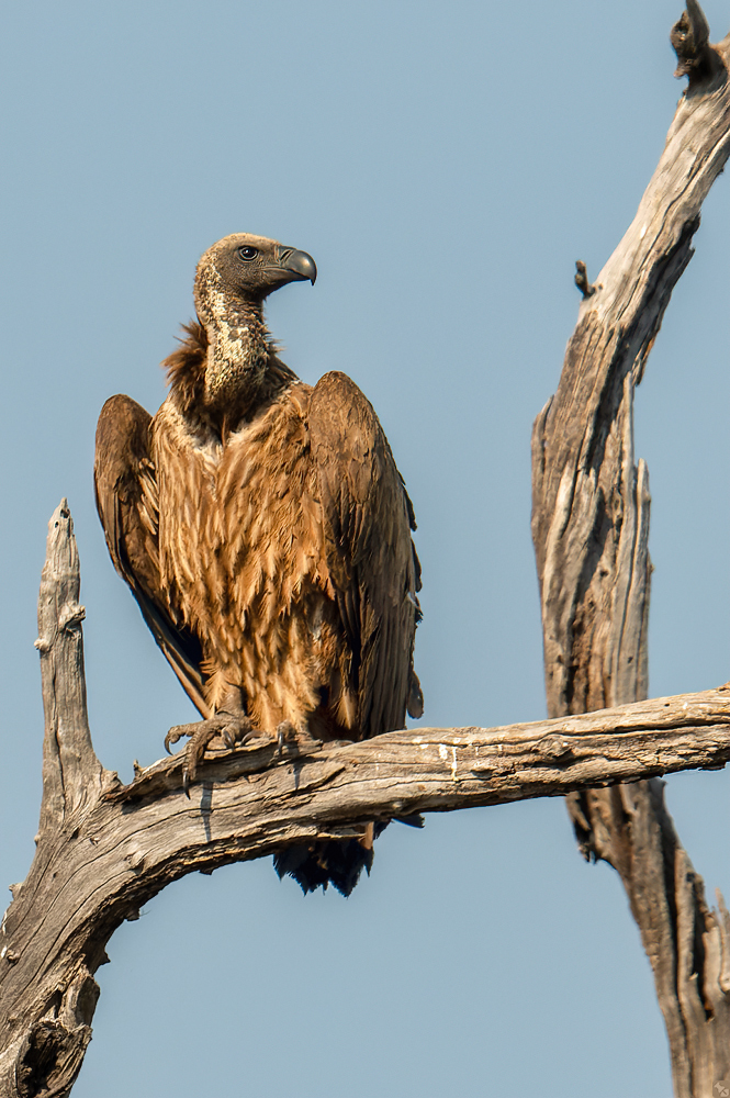 Man trägt wieder Federboa