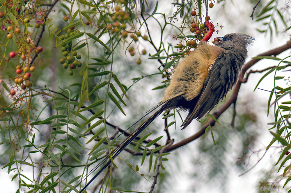 Mausgrau und flauschig