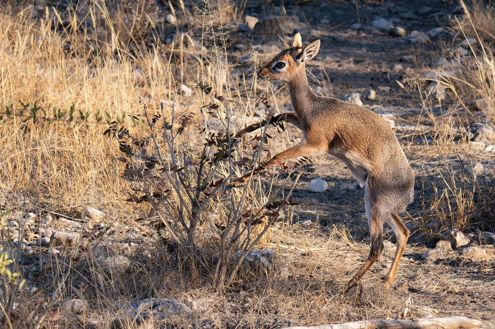 Man möchte eines mit nach Hause nehmen...