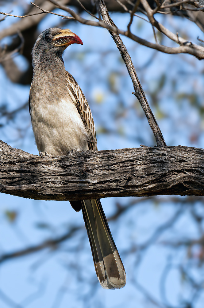 Mit Unterschnabelspoiler