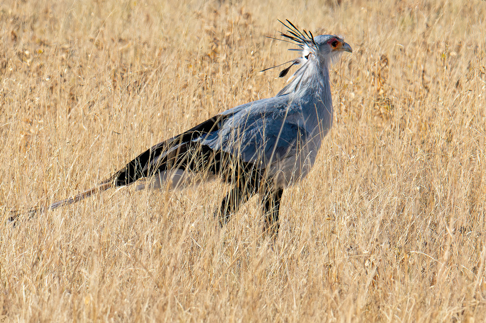 Nur die Halme waren höher...