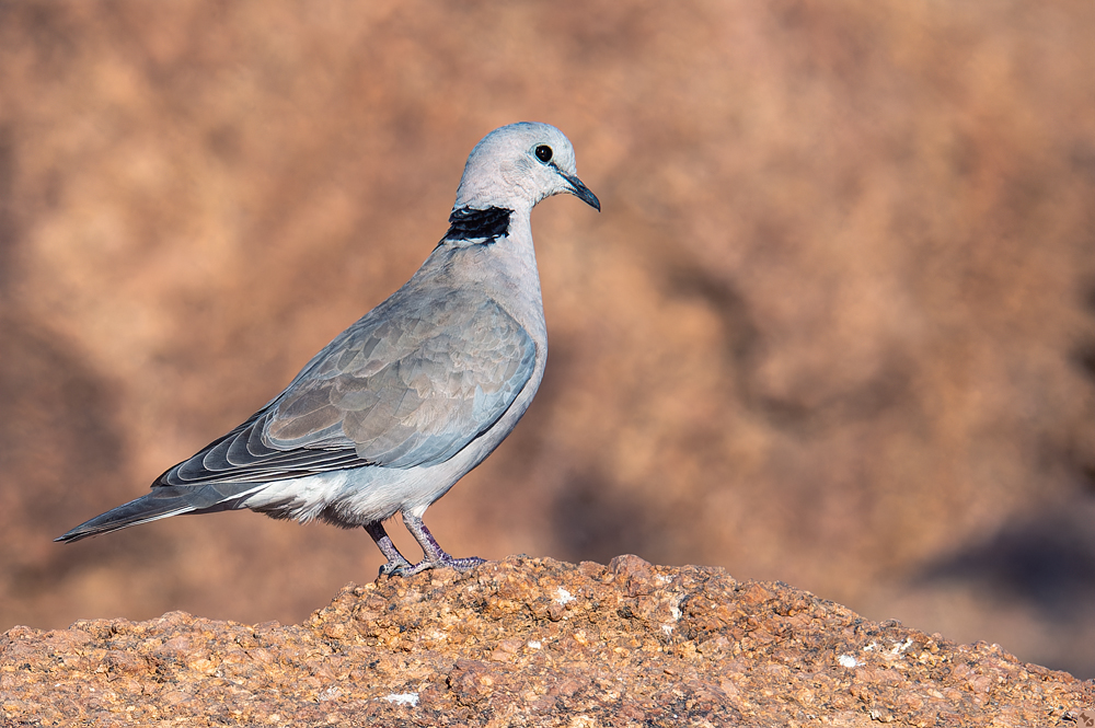 Nur echt mit schwarzem Kragen