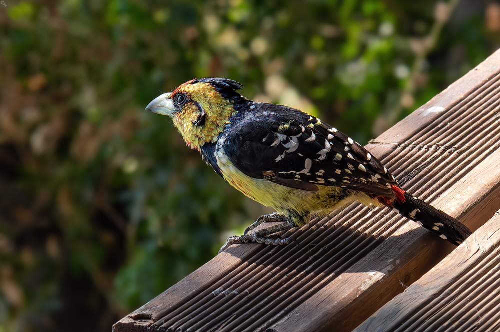 Panzerknackerschnabel