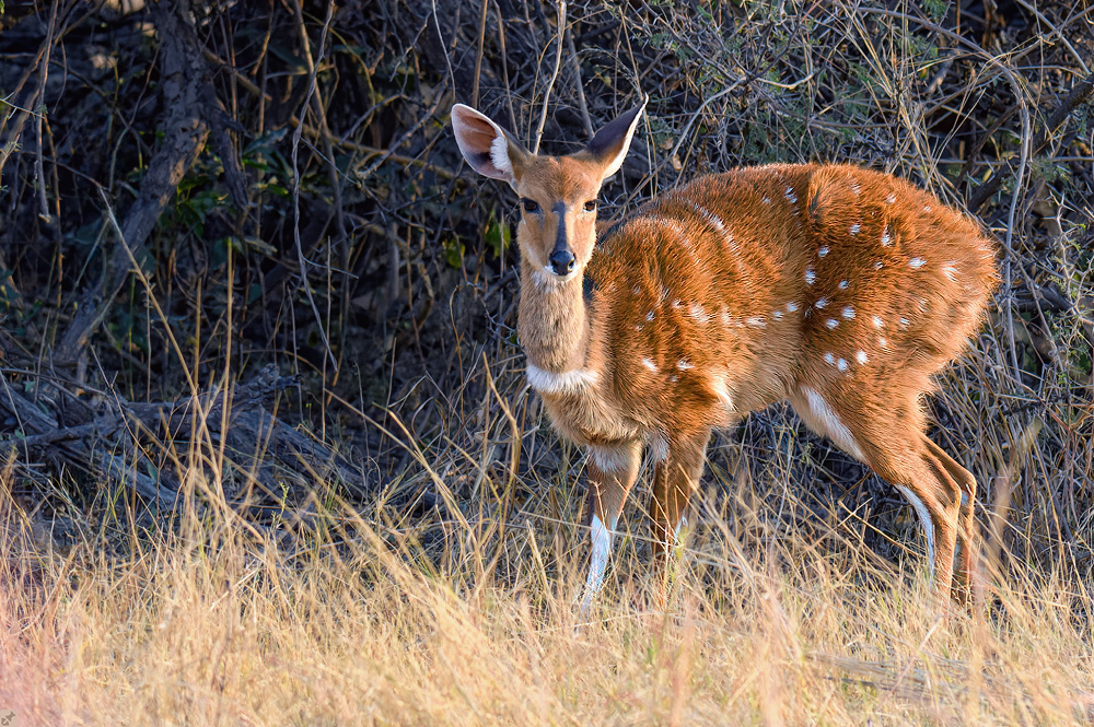 Punkt, Punkt, Strich...