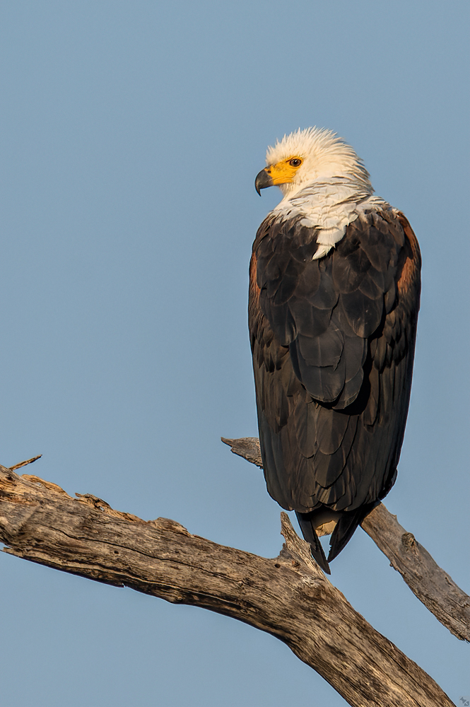 Schreit gerade nicht