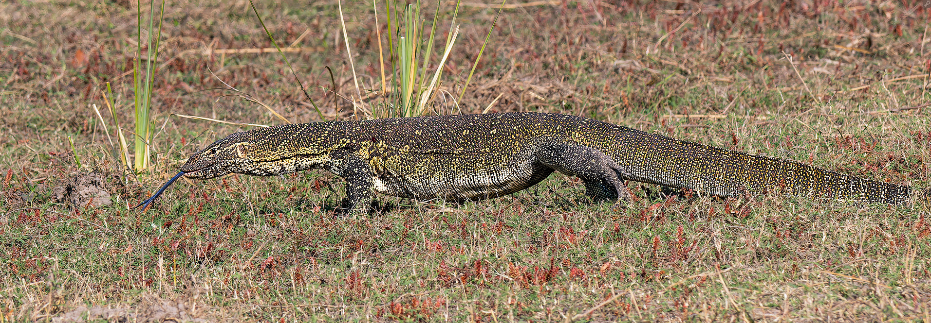 Sprengt jedes Format