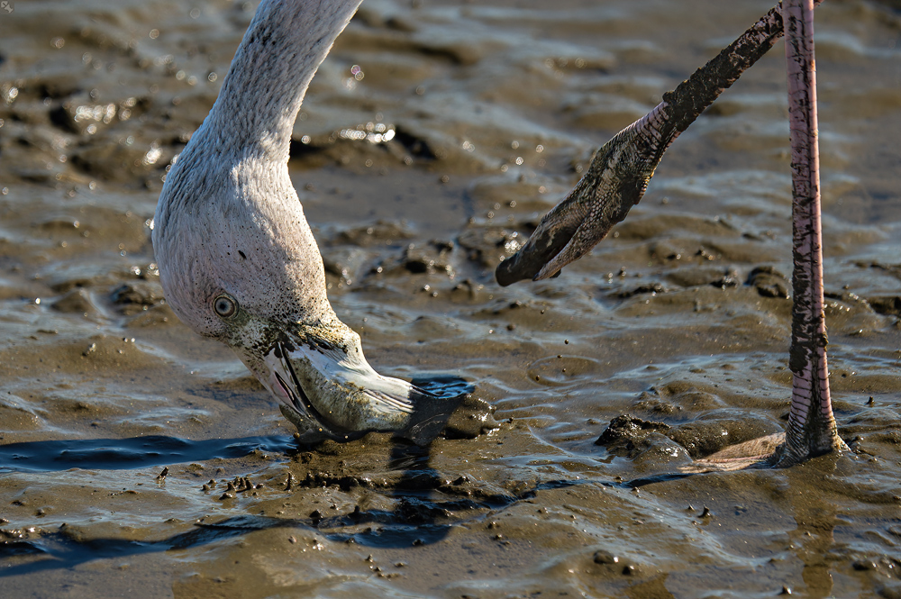 Studie von Kopf und Bein