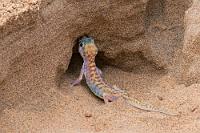 Ab ins Bett!  Es ist kühl und aus dem dichten, vom Atlantik hereingedrückten Nebel nieselt es leicht. Ruth startet mit einer sehr interessanten Einführung in die Entstehungsgeschichte der Dünen, die sich nicht nur farblich stark von den roten Inlandverwehungen unterscheiden.  Zwischenzeitlich hat Ernst, der begleitende schwarze Guide, die typische Sandmarke ausfindig gemacht, welche auf eine Schutzhöhle des nachtaktiven Palmatogeckos hinweist. Vorsichtig beginnt Ruth zu graben und wenig später sitzt das farbenfrohe Tierchen auf Ruths Hand. Nach allseitiger Bewunderung und dutzenden Fotos setzt sie den Gecko vorsichtig wieder an seinen Gang in der zuvor gegrabenen kleinen Kuhle, wo er alsbald zu graben beginnt und wieder im Dunkeln verschwindet.   Namib Sand Gecko, Namib Web-footed Gecko  (Pachydactylus rangei, Syn.: Palmatogecko rangei)  female Namibgecko, Palmatogecko, Schwimmfußgecko