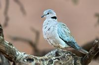 Abendspaziergang  Nachdem wir uns in unserem urigen Bungalow eingerichtet haben, treibt es uns in das warme Nachmittagslicht hinaus, um das Gelände noch ein wenig zu erkunden. Vorbei an einem Felsenhügel, an dem gigantische Monolithen wieder halsbrecherisch aufgetürmt sind, bewundern wir auf dem Weg zum angeschlossenen Campingplatz die gelbleuchtenden Felswände und nehmen auf dem Rückweg noch ein paar Fotos auf.    Ring-necked Dove or Cape Turtle Dove  (Streptopelia capicola)  Kapturteltaube, Gurrtaube, Kaplachtaube oder Damara-Taube