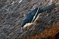 Abschüssig  Nach recht eintöniger Kilometerfresserei auf der fast schnurgeraden B8 erreichen wir schon am späten Mittag unsere in einer großzügigen Parkanlage gelegene Lodge am Ufer des Cubango/Okavango.  Herrlich, nach so langer Zeit – abgesehen vom Atlantik – mal wieder fließendes Wasser zu sehen. Unsere blockhüttenähnliche Unterkunft liegt unter hohen, Schatten spendenden Bäumen, nur wenige Meter vom Strom entfernt. Waren wir von Rundu bis hierhin noch durch kargen Schilfbewuchs gefahren, entfaltet sich am Ufer des Okavango ein nahezu tropischer Bewuchs.   Swamp Boubou or Gabon Boubou  (Laniarius bicolor)  male Sumpfwürger