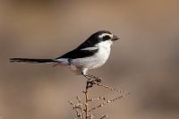 Alles, außer selten...  Diese häufig anzutreffenden Würger sind trotz ihrer ebenfalls schwarzweißen Befiederung aufgrund des Hakenschnabels und der durchgängig weißen Unterseite leicht von den Bergschmätzern zu unterscheiden. Allein oder zu zweit hocken sie wartend auf höheren Ansitzen, um sich dann auf Insekten oder kleinere Wirbeltiere herabzustürzen, die sie mitunter zwecks späteren Verzehrs auf Dornen aufzuspießen pflegen. Von "würgen" der Beute kann also keine Rede sein :-).   Southern Fiscal  (Lanius collaris ssp. subcoronatus)  male Südlicher Fiskalwürger