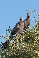 Als Ehepaar läßt grüßen...  So schnell lassen wir uns nicht abspeisen! Auch nach Süden zweigt noch ein Weg zu einer letzten Wasserstelle ab. Wir wollen mitnehmen, was geht :-).  Und Glück gehabt: Mittlerweile im warmen Abendlicht gibt es Elefanten, Warzenschweine, Giraffen und ein paar Antilopen rund ums Loch. Und was mache ich? Hab' ich alles schon gesehen – aber das traute Lärmvogelpärchen in dem Baum am Rande, das hatte ich so noch nicht!    Gray Go-away-bird  (Corythaixoides concolor)  female, male Graulärmvogel