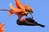 An der Zapfstelle  Am Abend duftet das angekündigte Gulasch schon appetitanregend durchs gesamte Haus. Der Tisch ist liebevoll gedeckt, der Salat mit essbaren Blüten dekoriert und das Fleisch zergeht auf der Zunge. Man merkt, dass hier ein ambitionierter Koch am Werke ist.  Wir sitzen zusammen mit unseren Gastgebern am Tisch und verbringen den Abend mit interessanten Gesprächen – auch über die Schwierigkeiten, im erst wieder anlaufenden Tourismus der Nachcoronazeit mit einem eigenen Gasthaus wieder ins Geschäft zu kommen.    Scarlet-chested Sunbird  (Chalcomitra senegalensis)  male Rotbrust-Glanzköpfchen